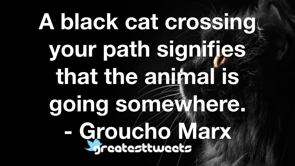 A black cat crossing your path signifies that the animal is going somewhere. - Groucho Marx